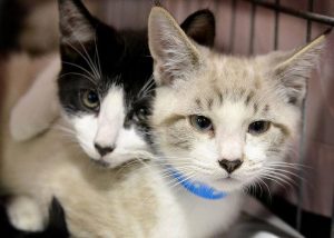 hang out with your pet in Pittsburgh