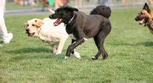 hang out with your pet in Pittsburgh