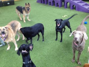 hang out with your pet in Pittsburgh