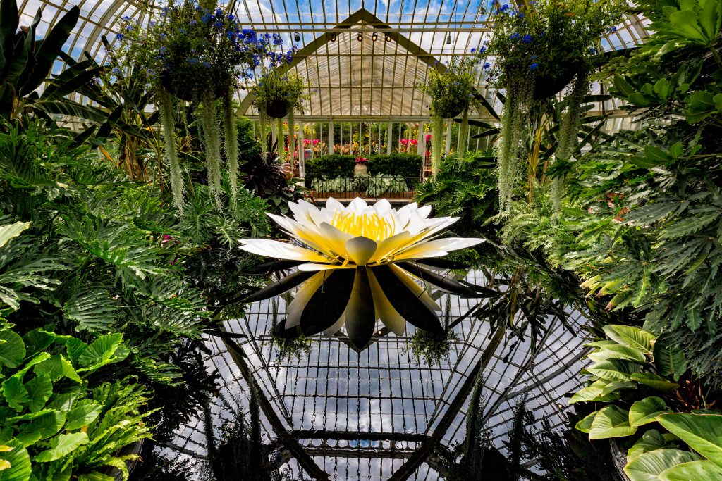 Phipps