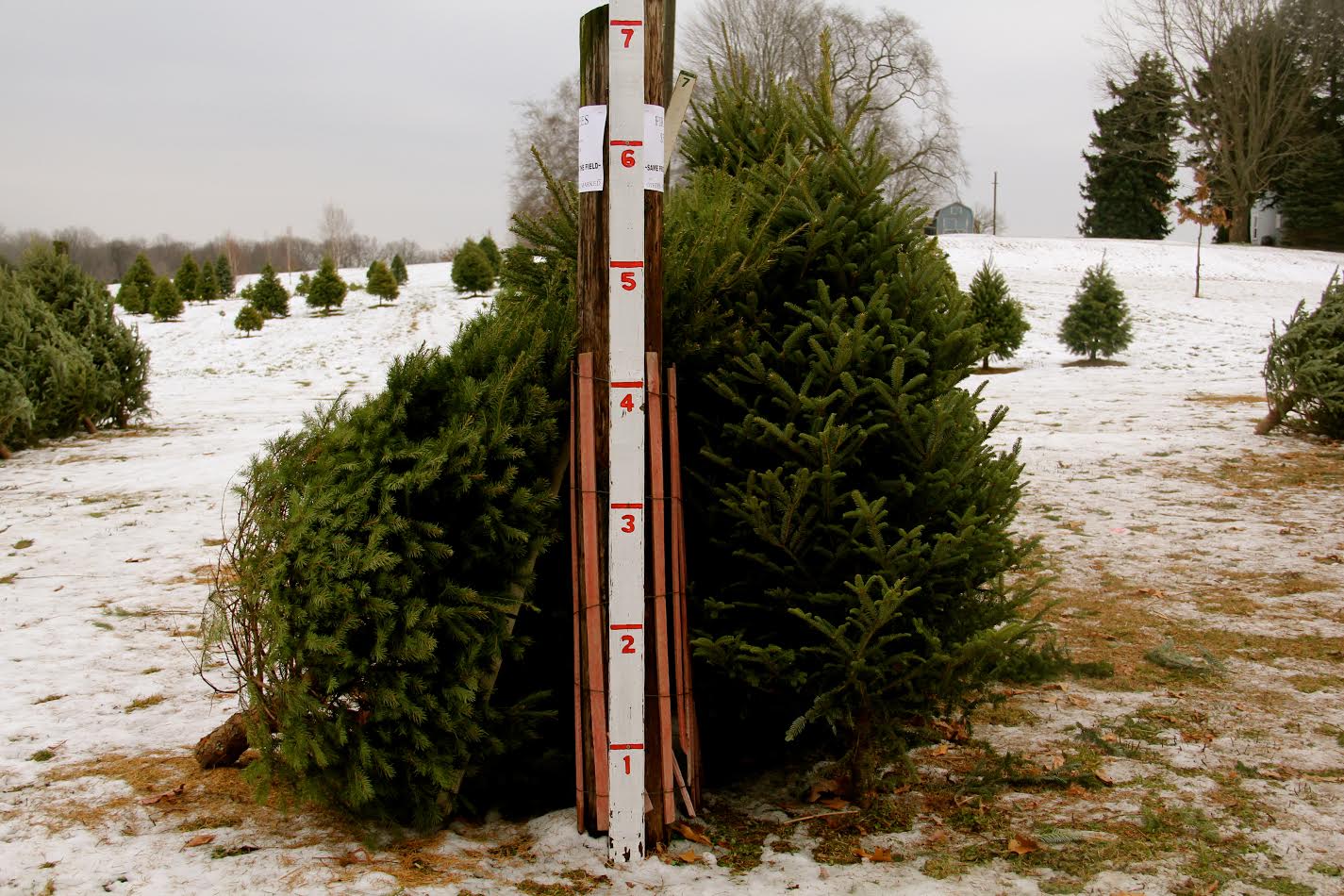 Pittsburgh Christmas Tree