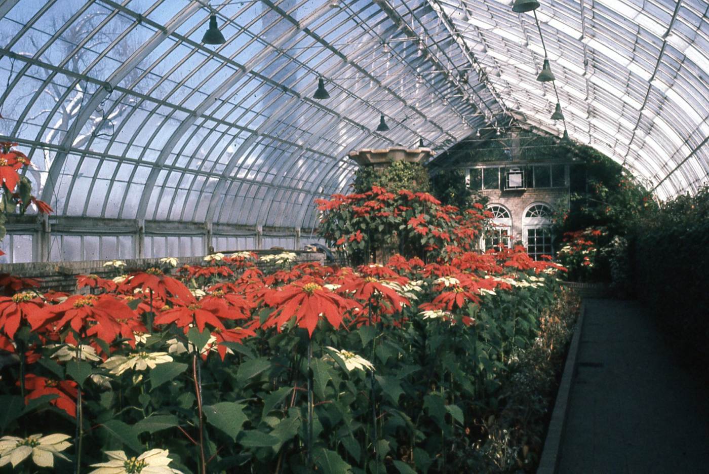 Phipps Conservatory Winter Flower Show and Light Garden