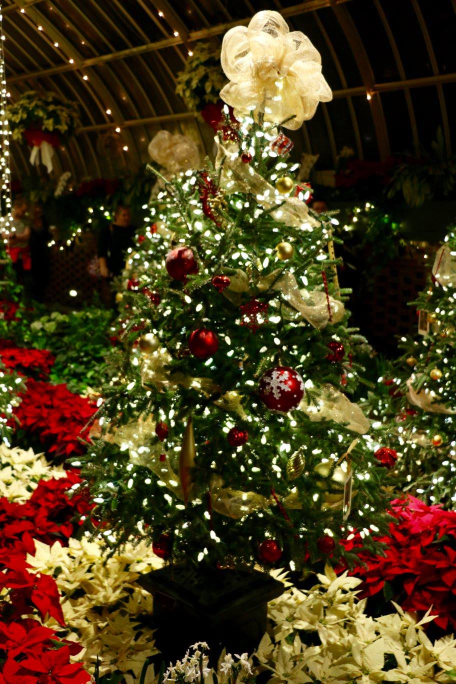 phipps holiday