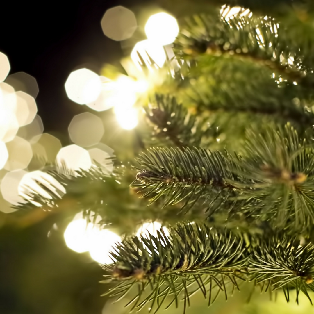 Pittsburgh Christmas Tree