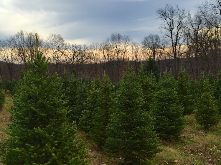Christmas Trees in Pittsburgh