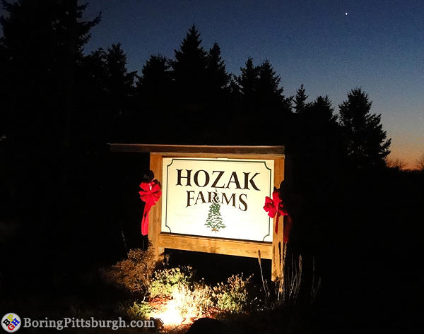 Christmas Trees in Pittsburgh