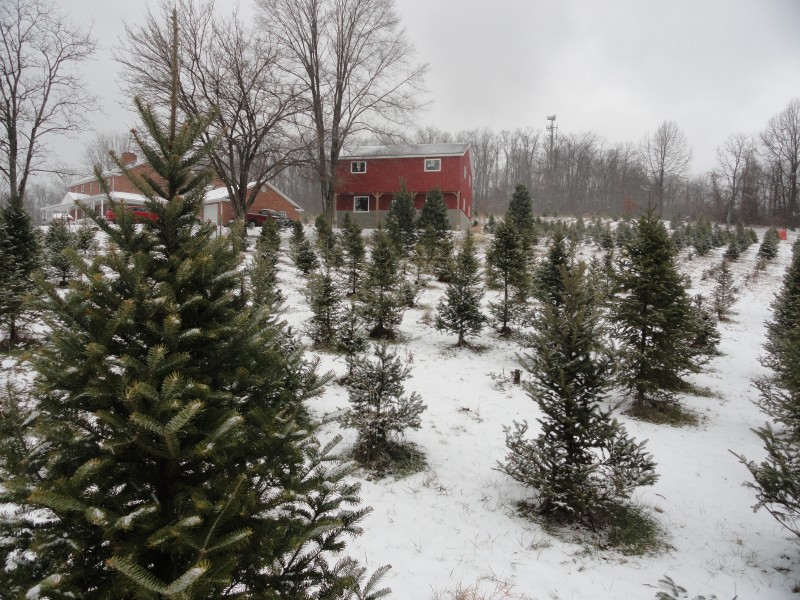 Christmas Trees in Pittsburgh