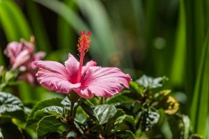 best gardens to visit in Pittsburgh